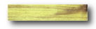 australian_cypress